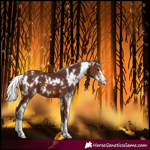 Horse Color:White Spotted Silver Brown Sabino