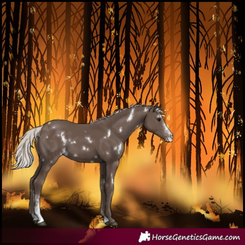 Horse Color:White Spotted Silver Black Sabino 