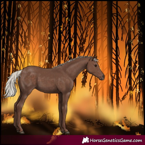 Horse Color:Silver Black Rabicano