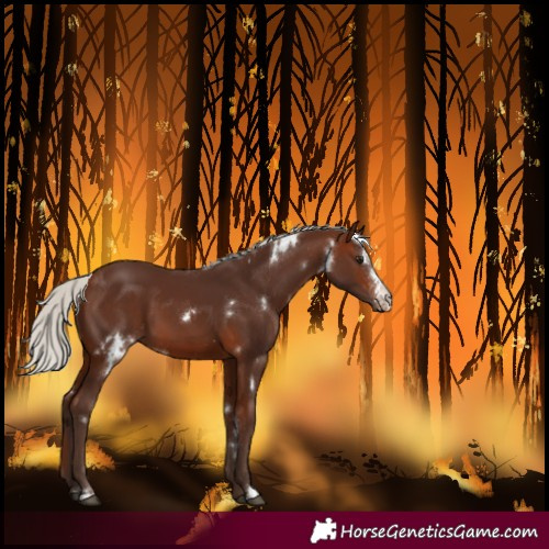 Horse Color:White Spotted Silver Brown Sabino