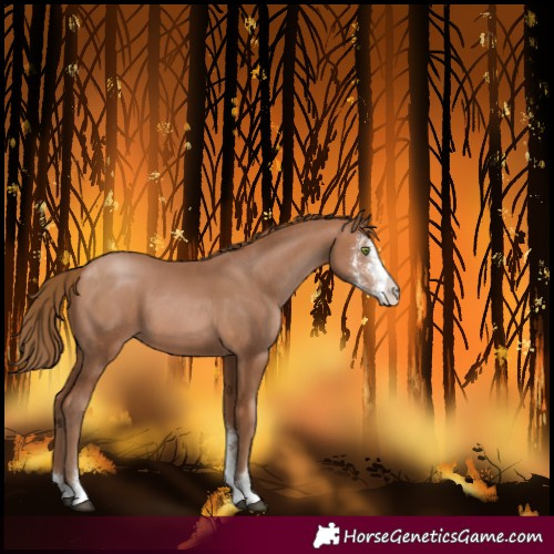 Horse Color:Brown Pearl Sabino 