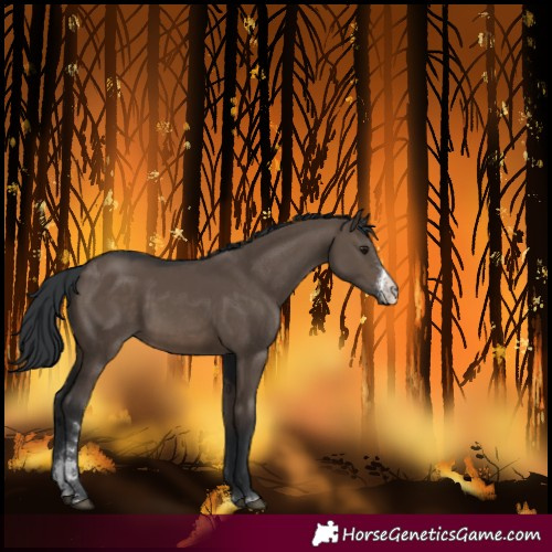 Horse Color:Brown Dun Sabino 