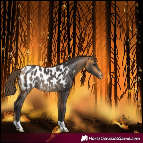 Horse Color:Buckskin Blanket Rabicano