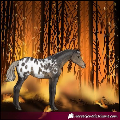 Horse Color:Silver Smoky Black Blanket