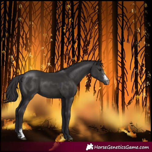 Horse Color:Smoky Black Sabino