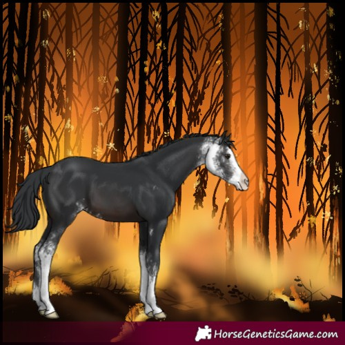 Horse Color:Brown Sabino 