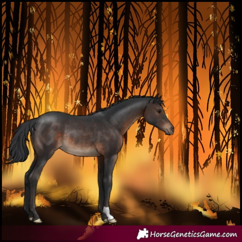 Horse Color:Brown Rabicano 