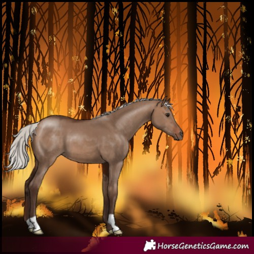 Horse Color:Silver Brown Dun