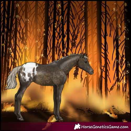 Horse Color:Silver Buckskin Varnish 