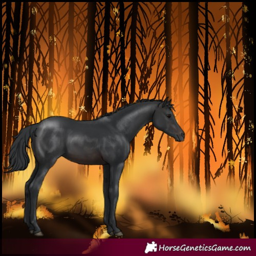 Horse Color:Brown 