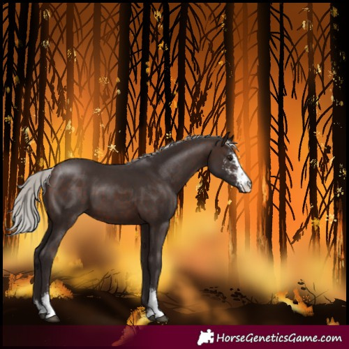Horse Color:Silver Brown Sabino