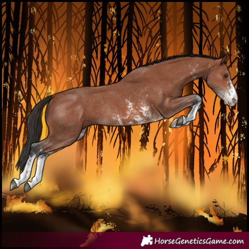 Horse Color:Bay Sabino Rabicano  and Bay Sabino Rabicano 