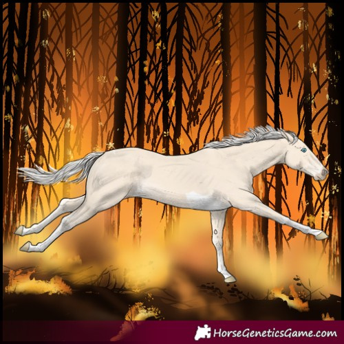 Horse Color:Cremello Tobiano