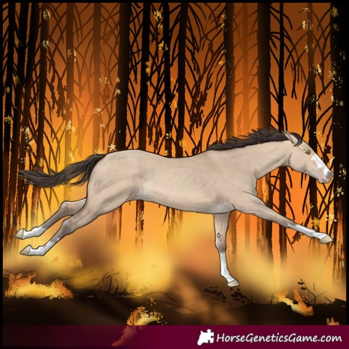 Horse Color:Amber Champagne Dun