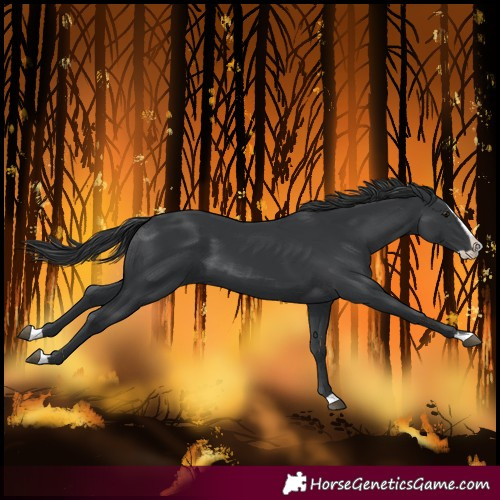 Horse Color:Black Splash