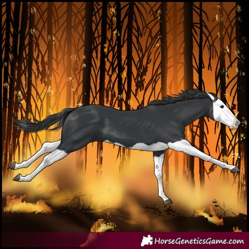 Horse Color:Black Splash 