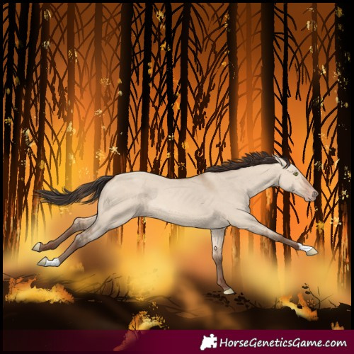 Horse Color:Amber Champagne Dun 