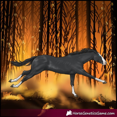 Horse Color:Black Splash 