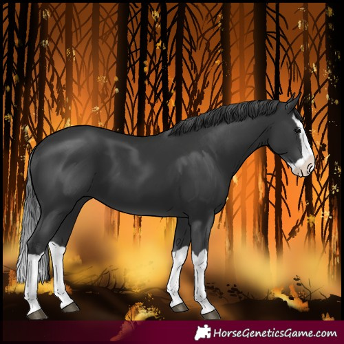 Horse Color:Black Splash 