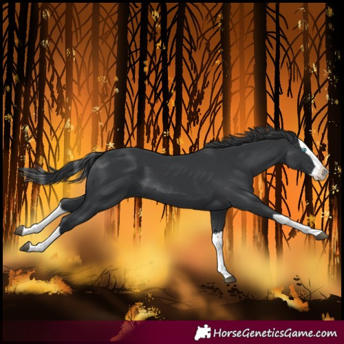 Horse Color:Black Splash