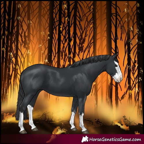 Horse Color:Black Splash 