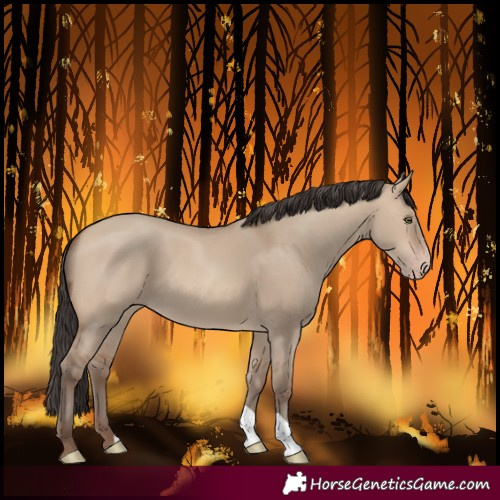 Horse Color:Sable Champagne Dun