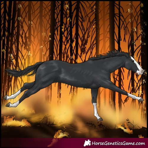 Horse Color:Black Splash