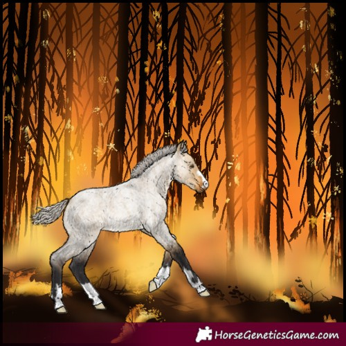 Horse Color:Silver Buckskin Roan Dun