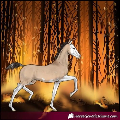 Horse Color:Bay Dun Splash