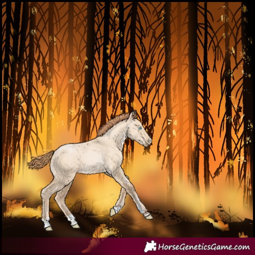 Horse Color:Buckskin Pearl Dun