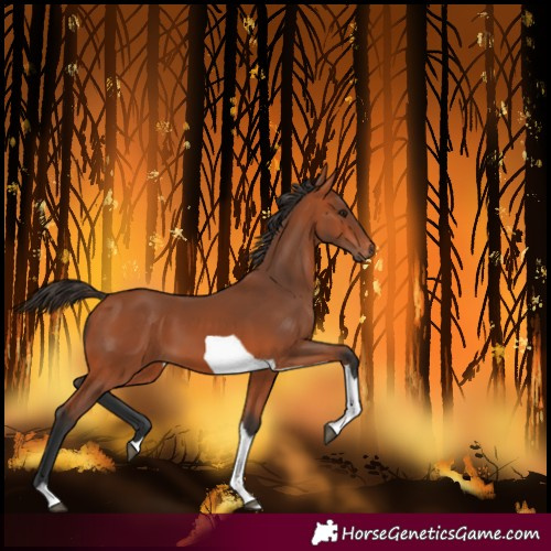 Horse Color:Bay Tobiano