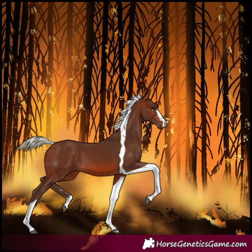 Horse Color:Silver Brown Tobiano 