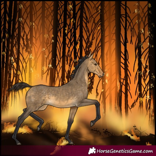 Horse Color:Buckskin Dun 
