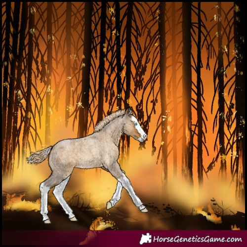 Horse Color:Chocolate Palomino Roan Dun Splash