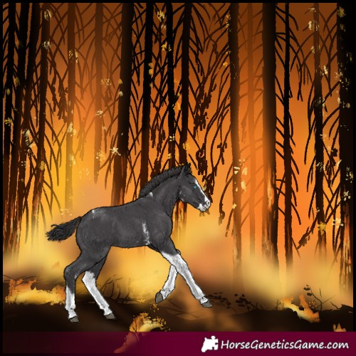 Horse Color:Smoky Black Sabino Splash Tobiano