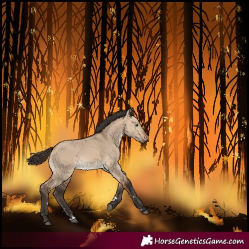 Horse Color:Bay Dun 