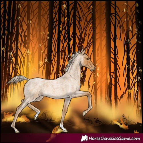 Horse Color:Palomino Roan 