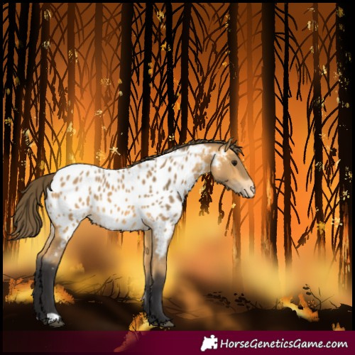 Horse Color:Buckskin Blanket