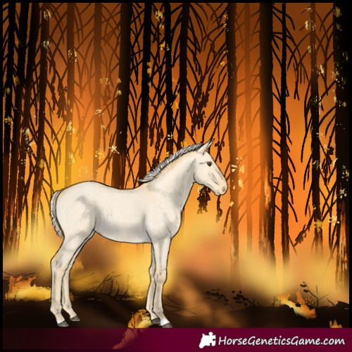 Horse Color:Unknown