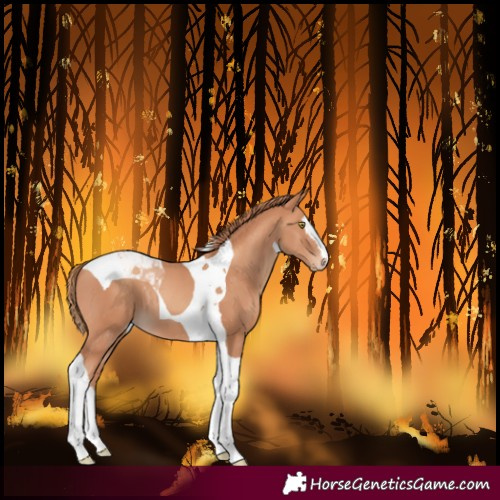 Horse Color:Unknown 