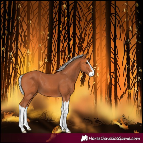 Horse Color:Unknown 