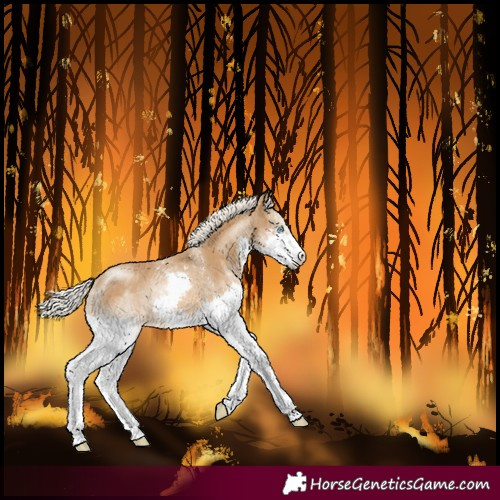 Horse Color:Unknown 