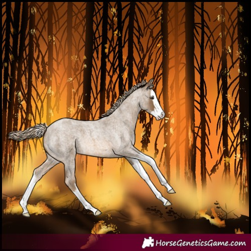 Horse Color:Chocolate Palomino Roan Splash 