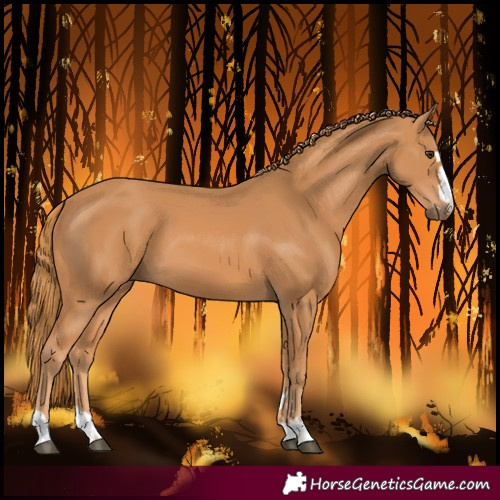 Horse Color:Chestnut 