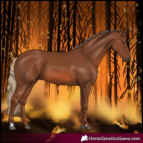 Horse Color:Chestnut 