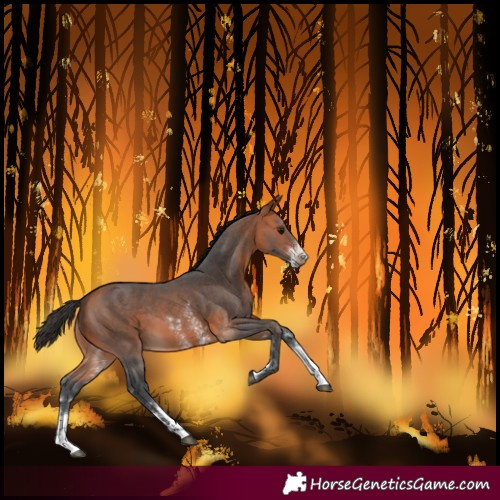 Horse Color:Bay Sabino 