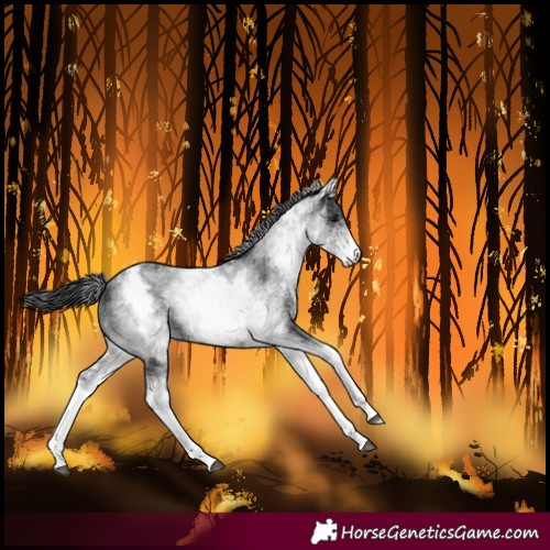 Horse Color:White Spotted Black Rabicano