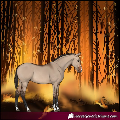 Horse Color:Bay Dun Rabicano