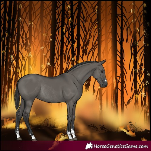 Horse Color:Grullo Rabicano