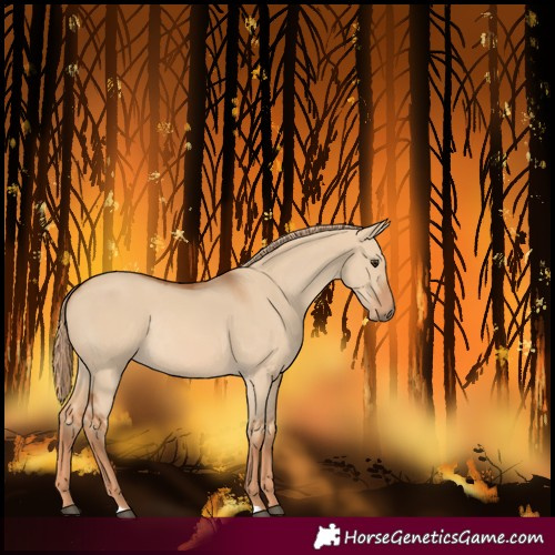 Horse Color:Red Dun Rabicano 